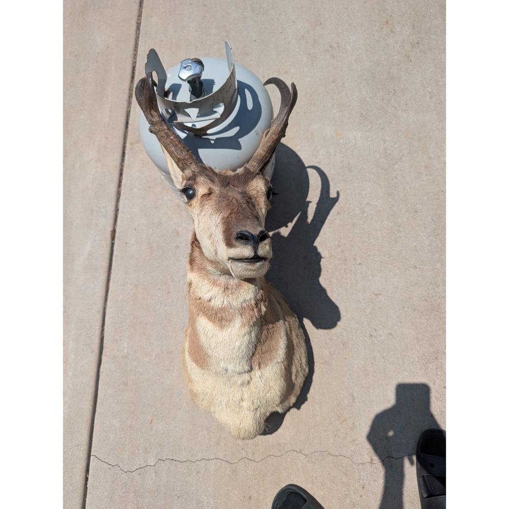 Pronghorn Antelope Mount 34" Tall